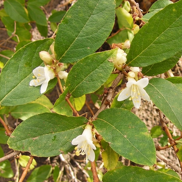 CHÈVREFEUILLE D’HIVER (Lonicera fragrantissima)