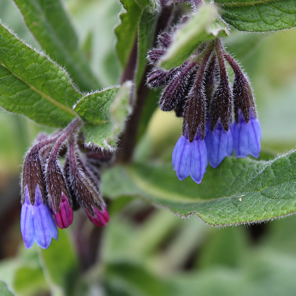 CONSOUDE DU CAUCASE (Symphytum caucasicum)