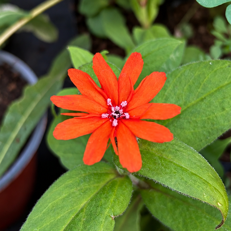 LYCHNIS ‘ORANGE ZWERG’ (Lychnis × arkwrightii ‘Orange Zwerg’)