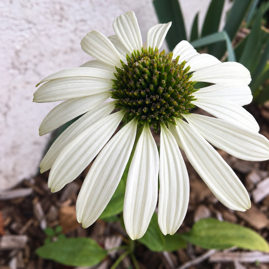 ÉCHINACÉE « white swan » (Echinacea purpurea)
