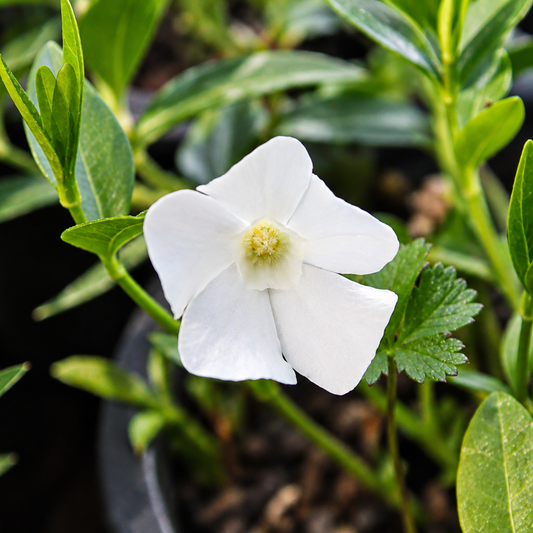 PETITE PERVENCHE BLANCHE
