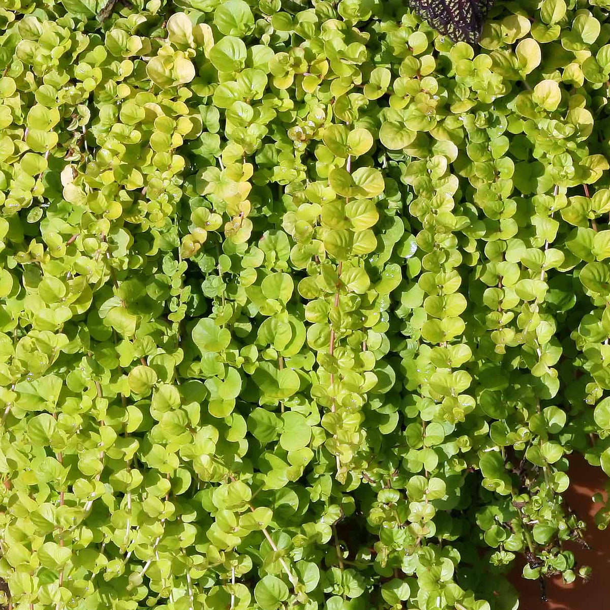 HERBE AUX ÉCUS (Lysimachia nummularia)