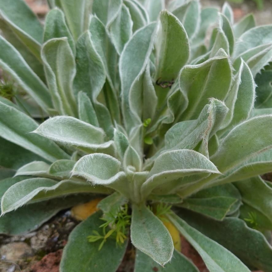 LYCHNIS CORONARIA BLANC (Lychnis coronaria ‘Alba’)