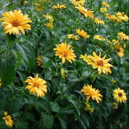 HÉLIOPSIS RUGUEUX (Heliopsis helianthoides var. scabra)