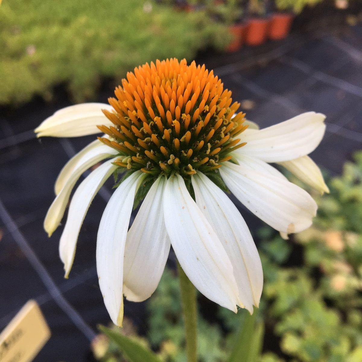 ÉCHINACÉE « white swan » (Echinacea purpurea)