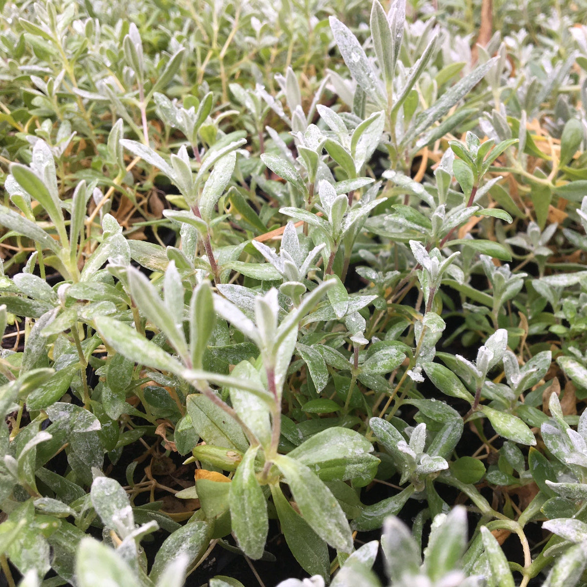 CORBEILLE D’ARGENT (Cerastium tomentosum)
