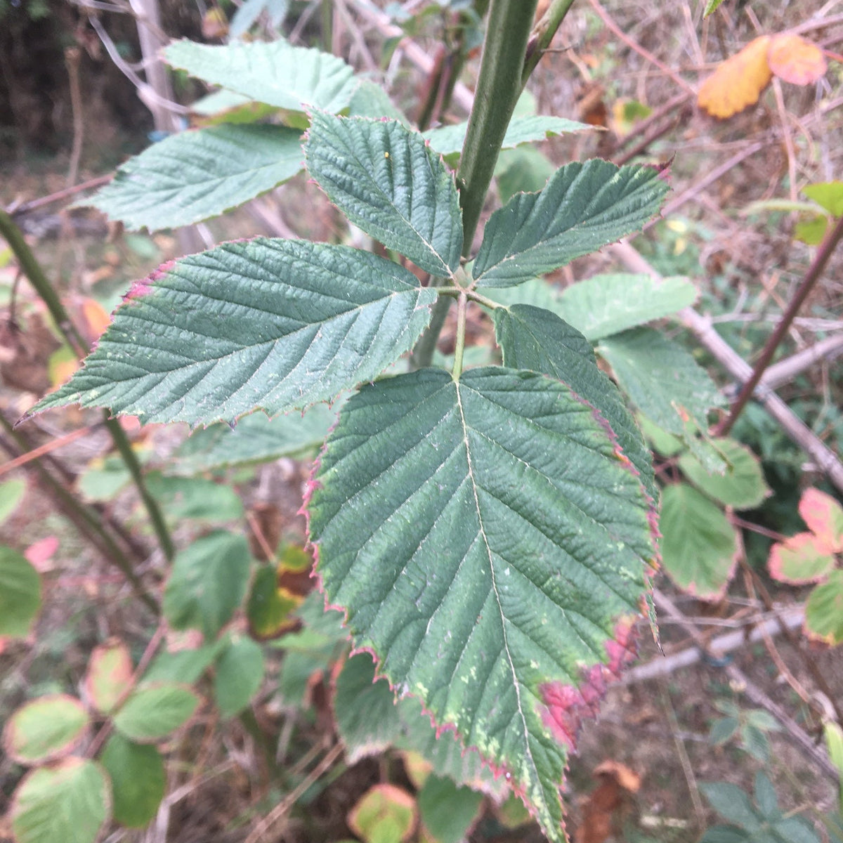 MÛRE SANS ÉPINES « THORNLESS » (Rubus fruticosus agg.)