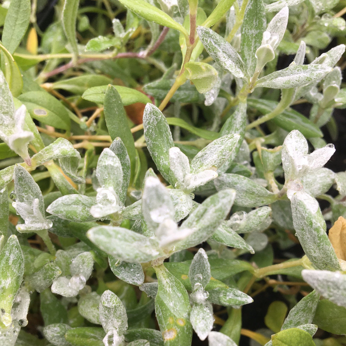 CORBEILLE D’ARGENT (Cerastium tomentosum)