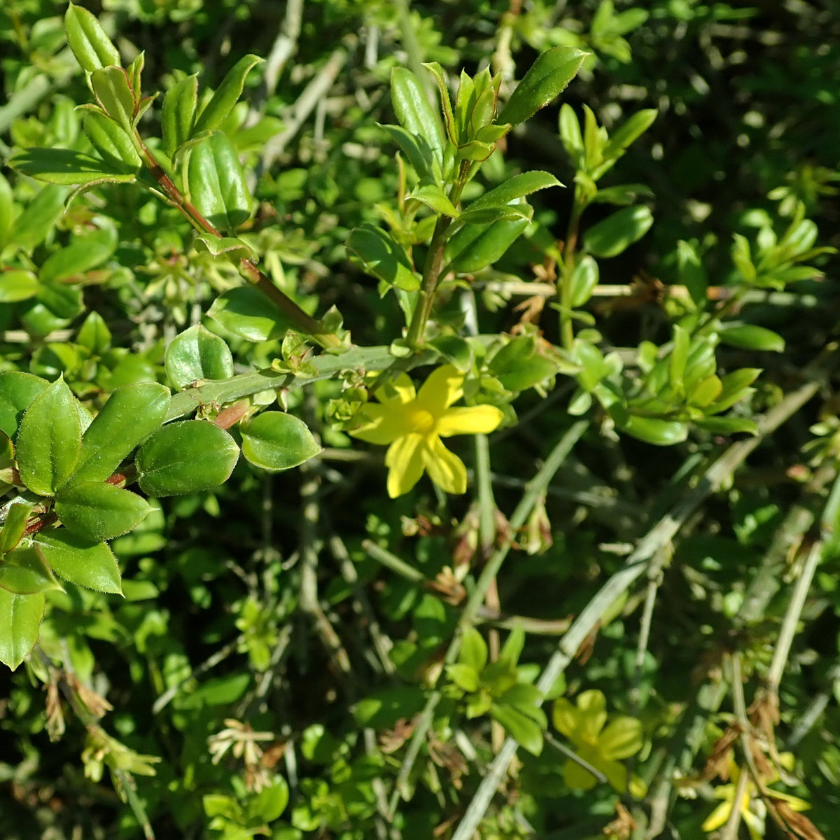 JASMIN D’HIVER (Jasminum nudiflorum)