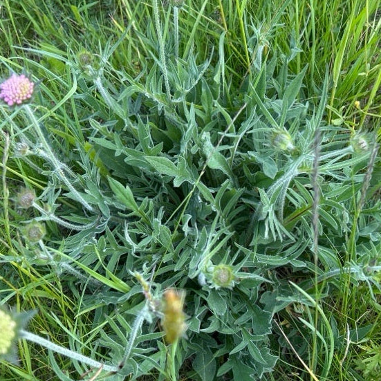 KNAUTIE DES CHAMPS (Knautia arvensis)