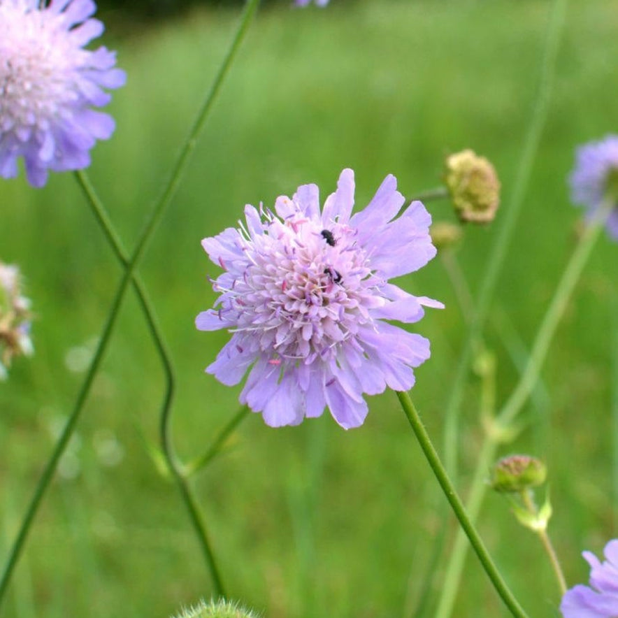 KNAUTIE DES CHAMPS (Knautia arvensis)
