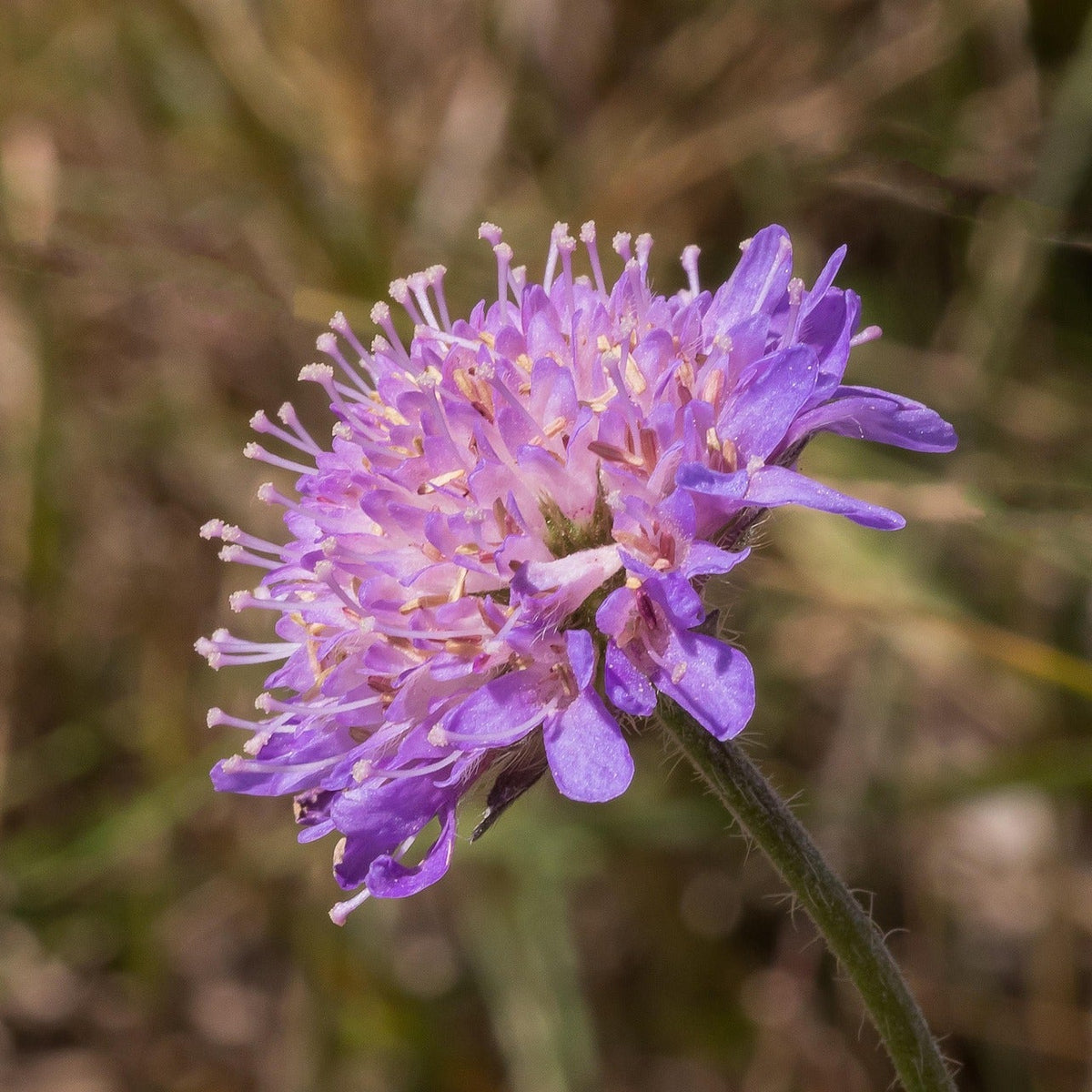 KNAUTIE DES CHAMPS (Knautia arvensis)