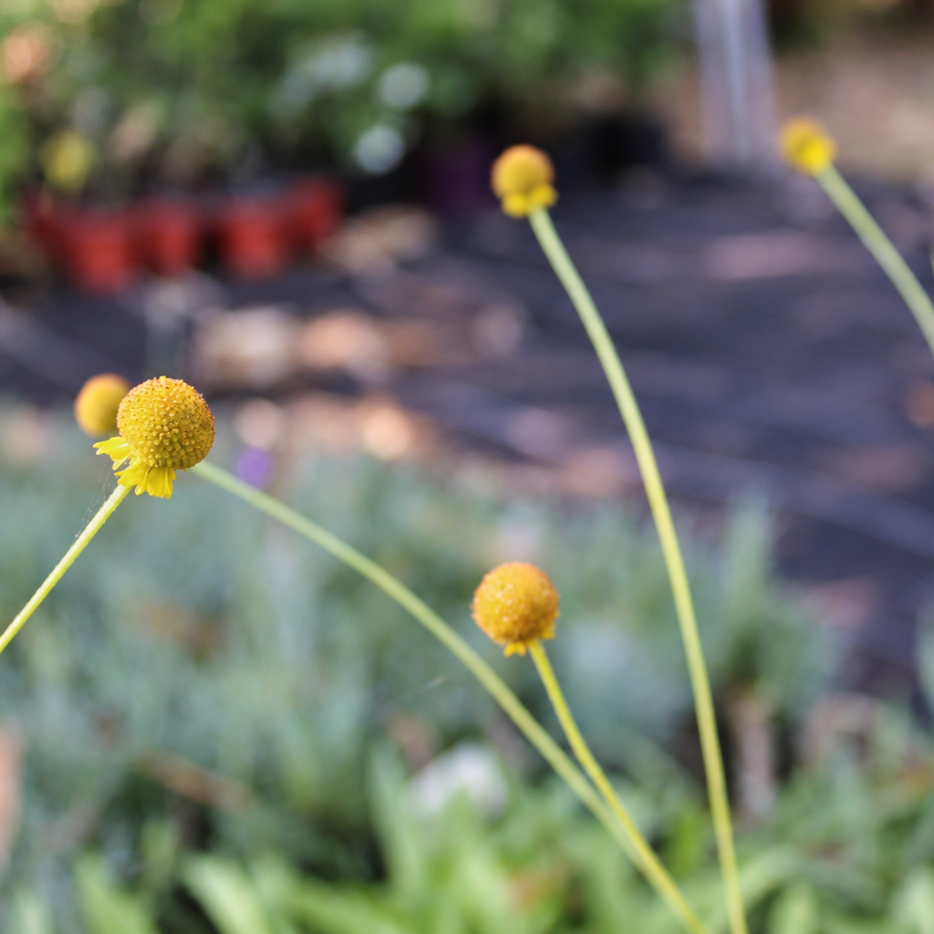 HÉLÉNIUM ‘LOLLIPOP’ (Helenium autumnale ‘Lollipop’)