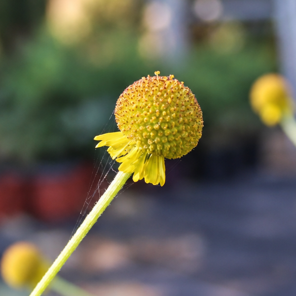 HÉLÉNIUM ‘LOLLIPOP’ (Helenium autumnale ‘Lollipop’)