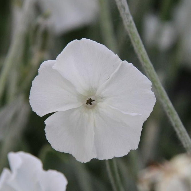 LYCHNIS CORONARIA BLANC (Lychnis coronaria ‘Alba’)