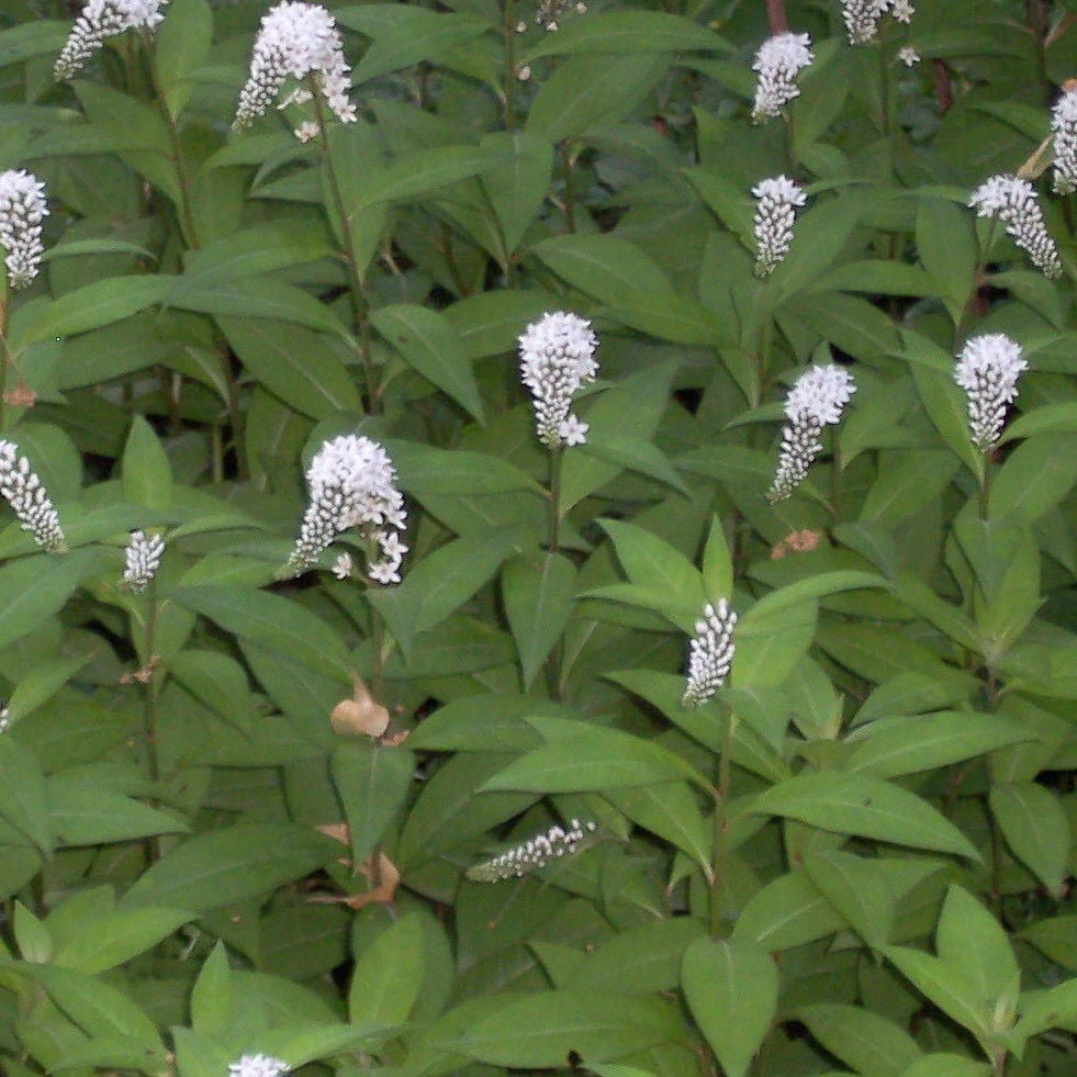 LYSIMAQUE ‘LADY JANE’ (Lysimachia clethroides ‘Lady Jane’)