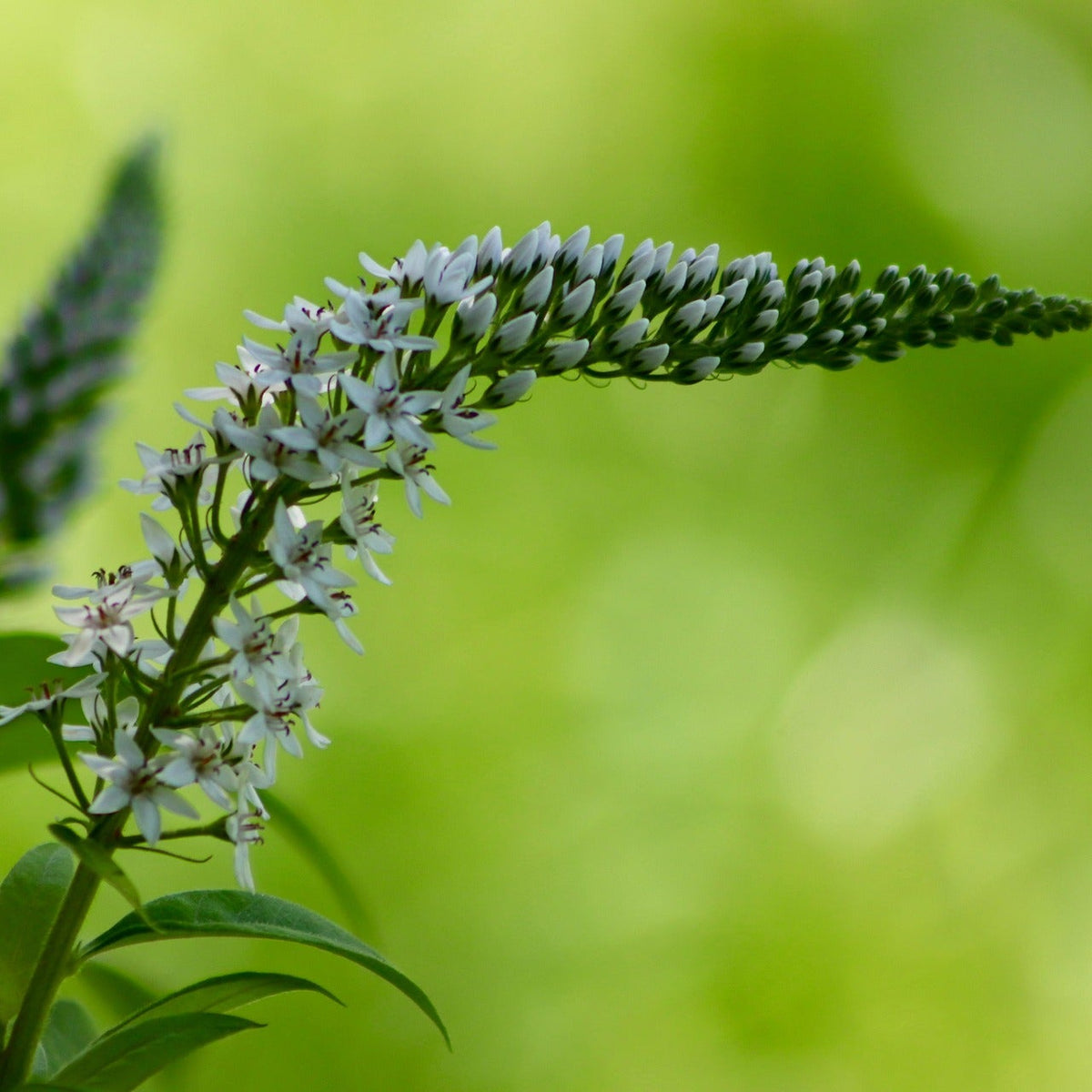 LYSIMAQUE ‘LADY JANE’ (Lysimachia clethroides ‘Lady Jane’)