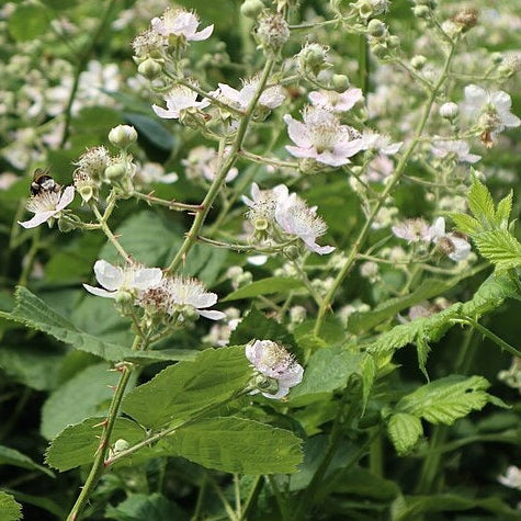 MÛRE SANS ÉPINES « THORNLESS » (Rubus fruticosus agg.)