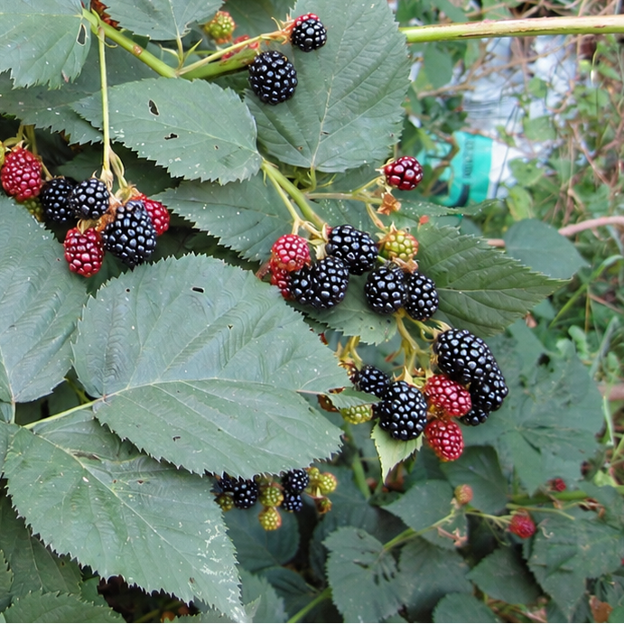 MÛRE SANS ÉPINES « THORNLESS » (Rubus fruticosus agg.)