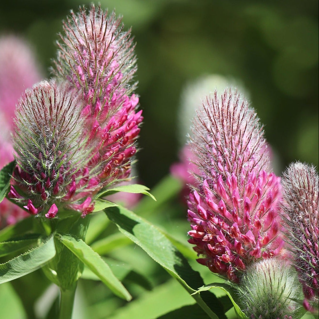 TRÈFLE ROUGEÂTRE (Trifolium rubens)