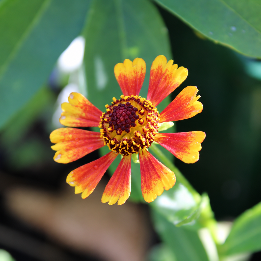 HÉLÉNIUM D’AUTOMNE EN MÉLANGE DE COLORIS (Helenium autumnale)