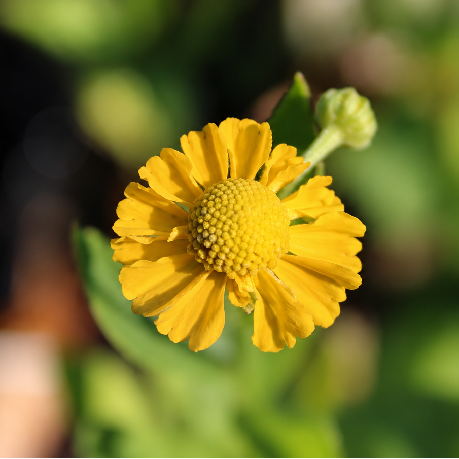 HÉLÉNIUM D’AUTOMNE EN MÉLANGE DE COLORIS (Helenium autumnale)