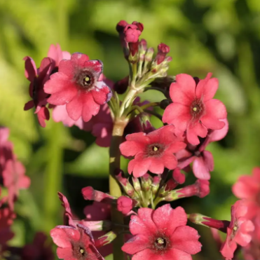 PRIMEVÈRE ‘MILLER’S CRIMSON’