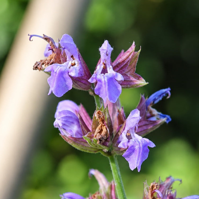 SAUGE OFFICINALE (Salvia officinalis)