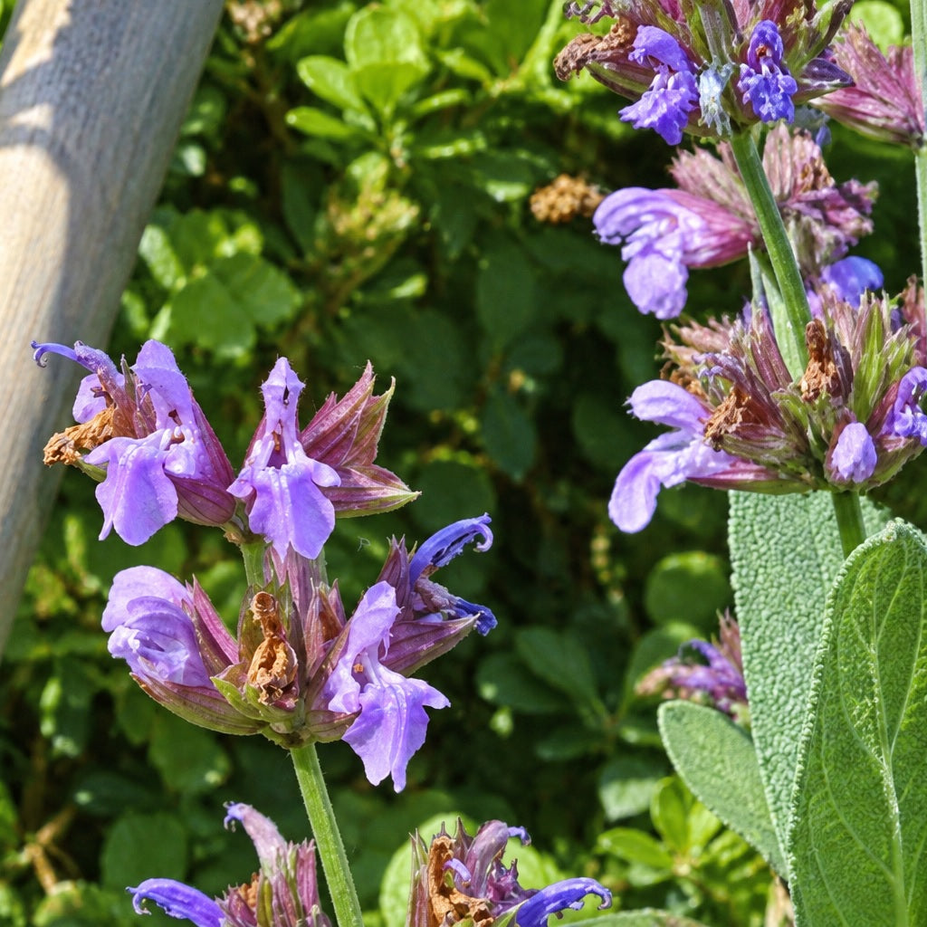 SAUGE OFFICINALE (Salvia officinalis)