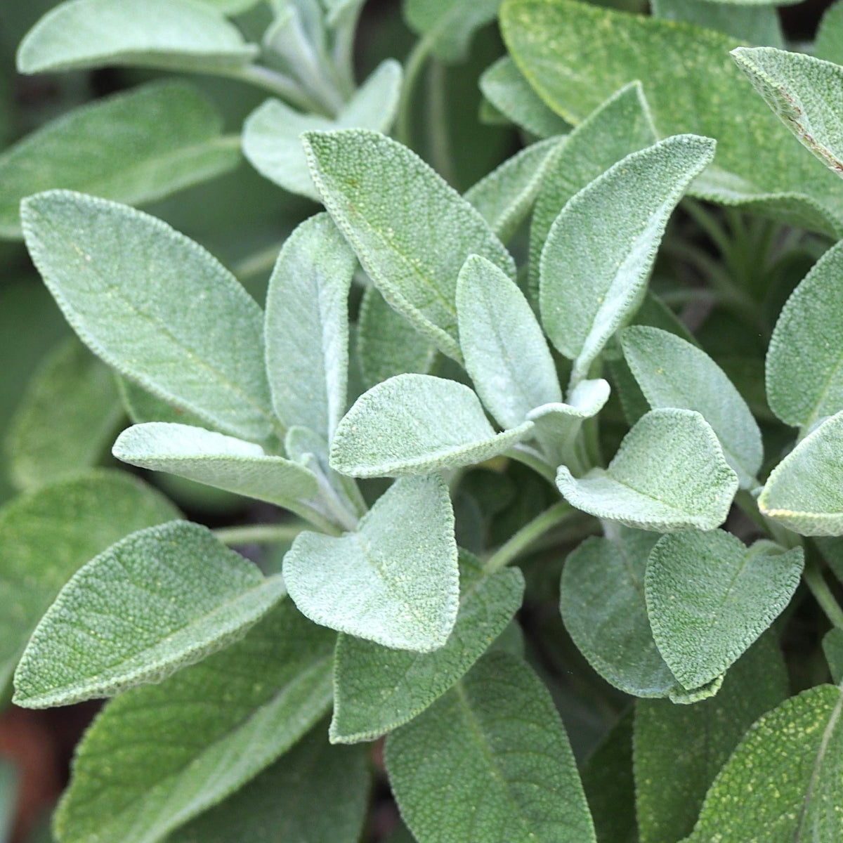 SAUGE OFFICINALE (Salvia officinalis)