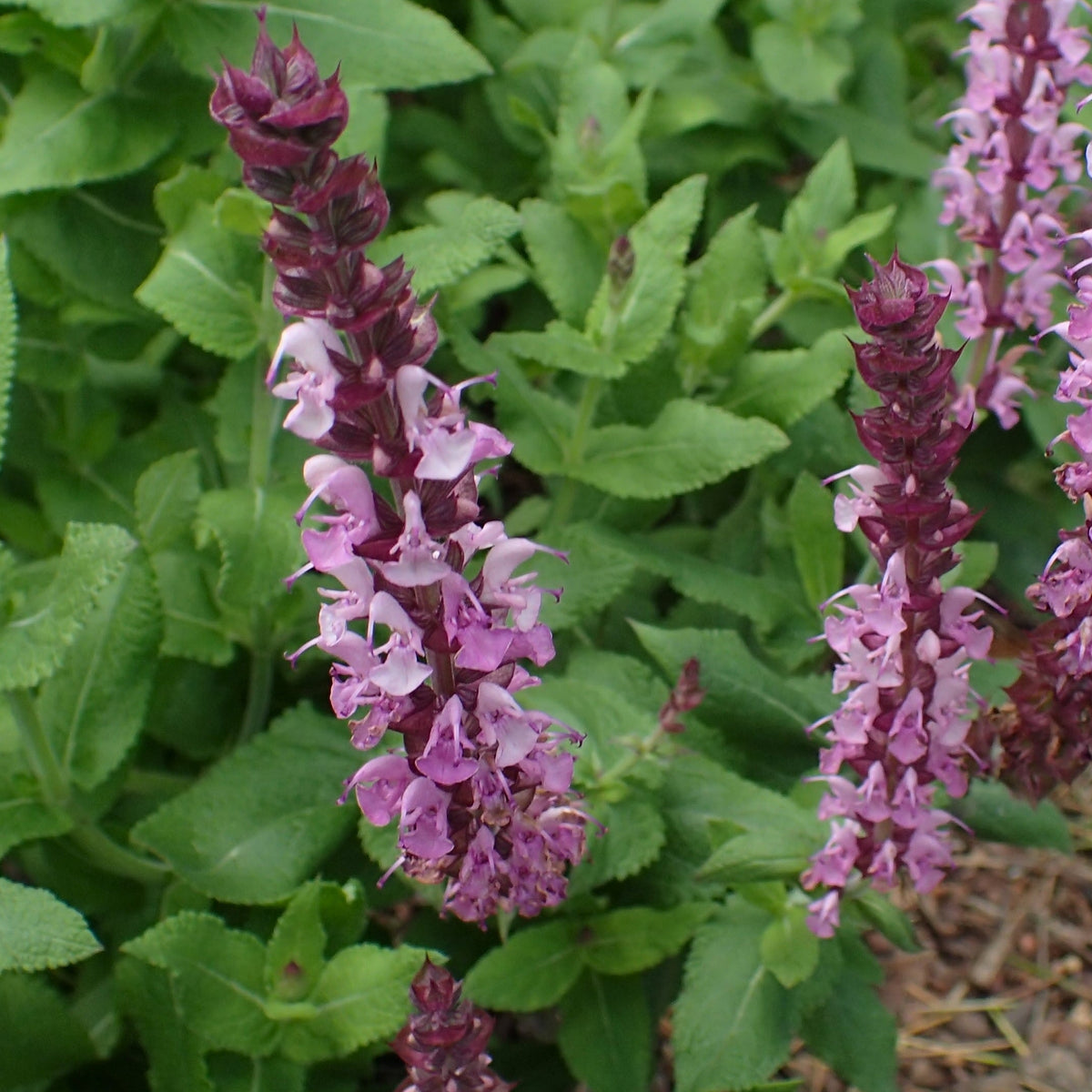 SAUGE DES BOIS ROSE (Salvia nemorosa)
