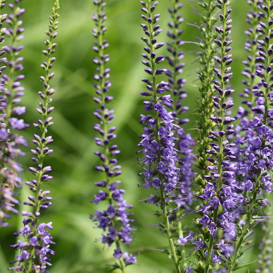 VERONIQUE EN EPI (Veronica spicata)