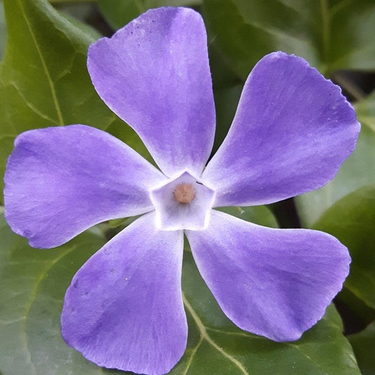 VINCA MAJOR VARIEGATA