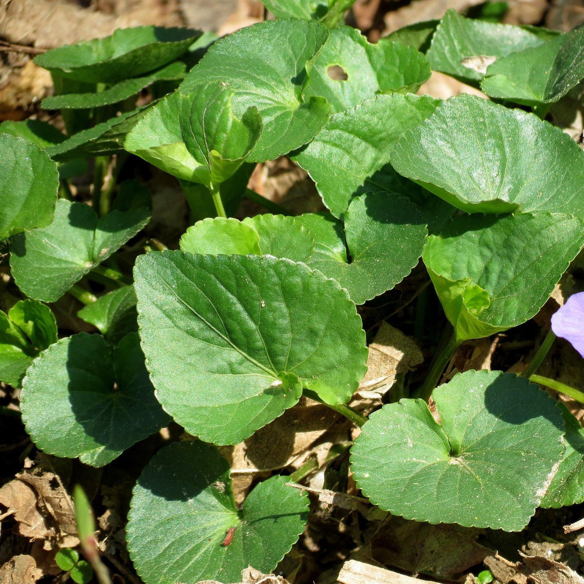 VIOLETTE VIVACE (Viola sororia)