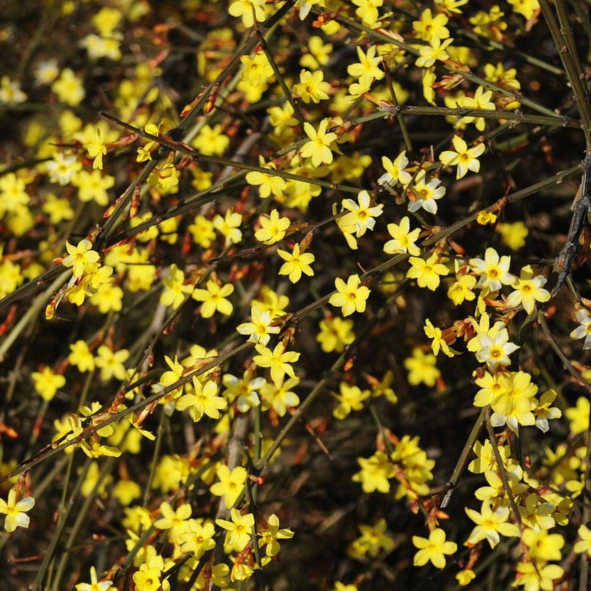 JASMIN D’HIVER (Jasminum nudiflorum)